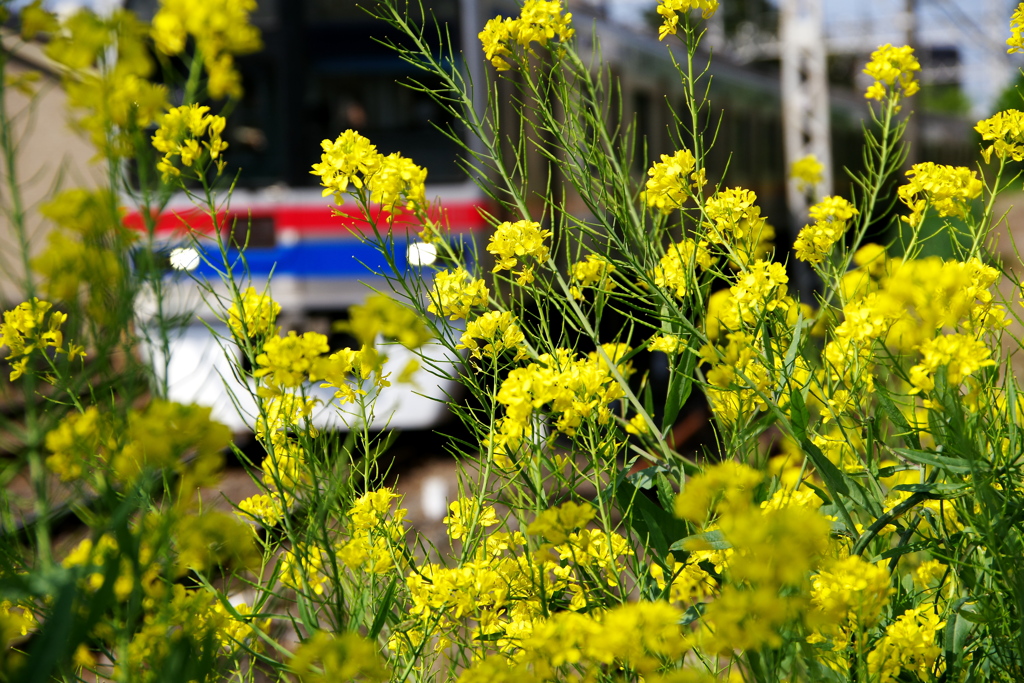 菜花と列車