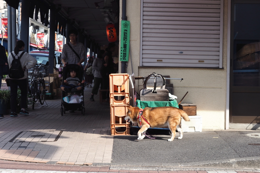 月島のわんこ