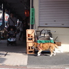 月島のわんこ