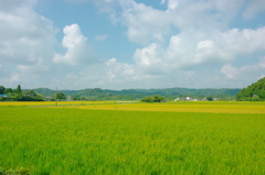 夏の田んぼ