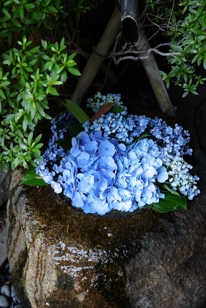 神社の紫陽花