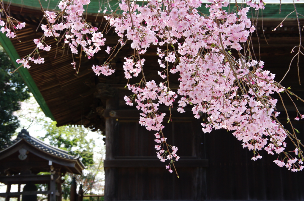 境内の枝垂れ桜