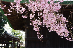 境内の枝垂れ桜