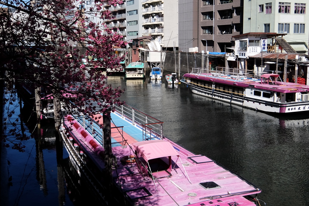 春の屋形船