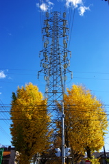 鉄塔とイチョウ