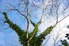 枝に巻き付く緑