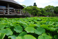 蓮の葉