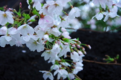 雨が滴る桜