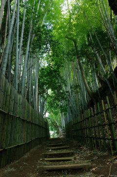 ひよどり坂