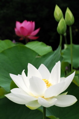 赤白つぼみ