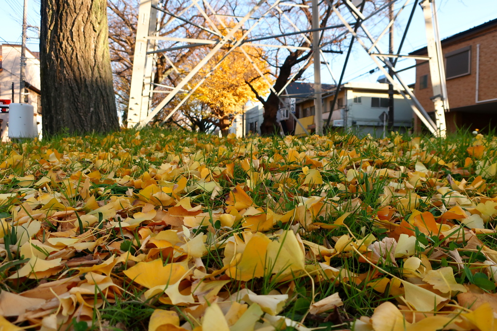 鉄塔前の落葉
