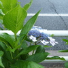 歩道の紫陽花