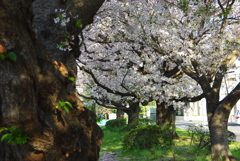 グリーンベルトの桜