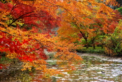 池と紅葉
