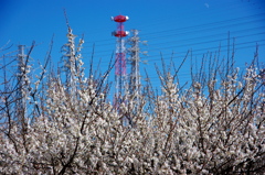 川辺の桜と送電線