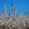 川辺の桜と送電線