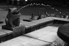 上野公園のカエル