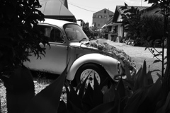 鉢植えビートル