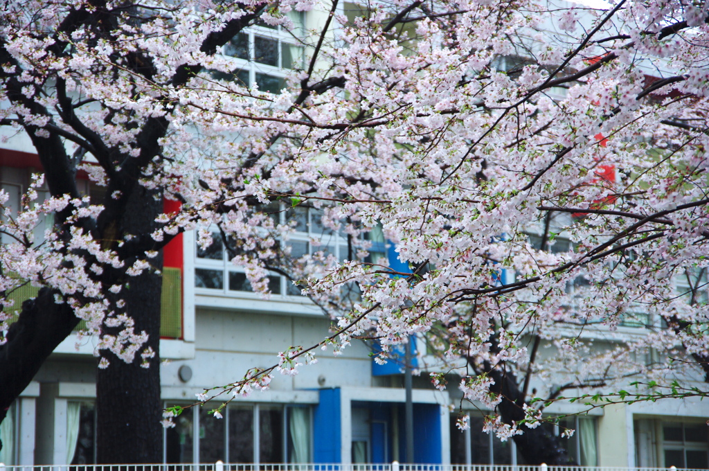 学校前の桜