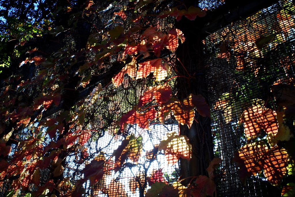 フェンスと紅葉