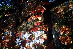フェンスと紅葉