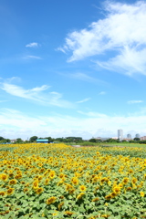 夏空にヒマワリ