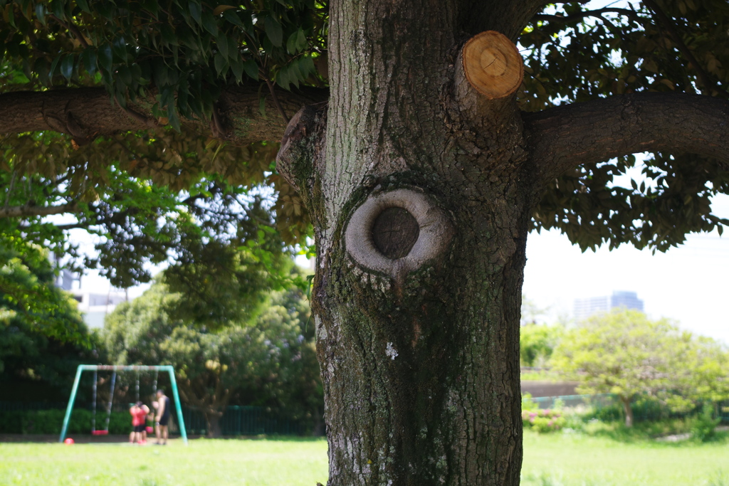 公園