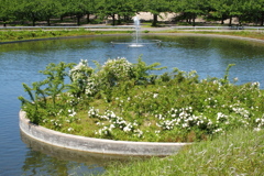 公園の池の噴水