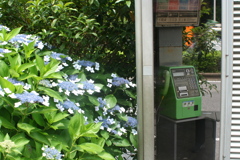 電話ボックスとあじさい
