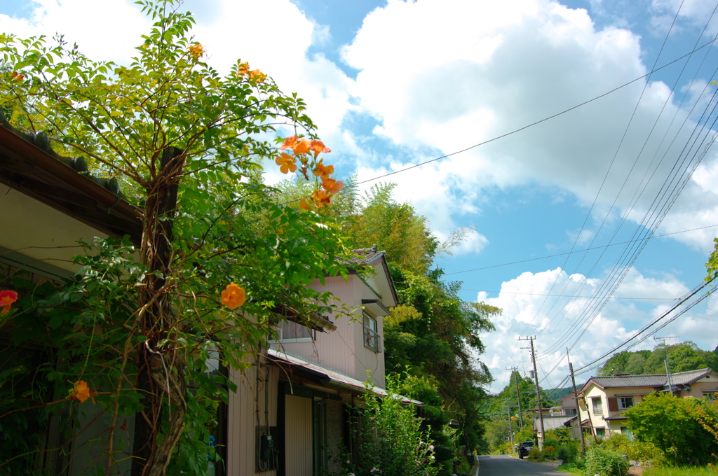 田舎道