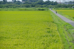 田んぼを行く