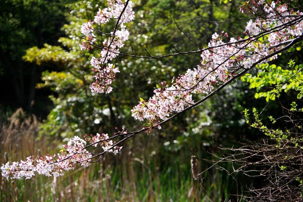 池の上の桜