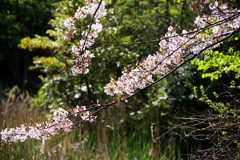 池の上の桜