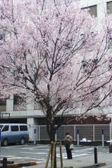 桜の木の下で