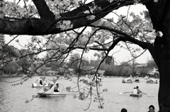 不忍池の桜