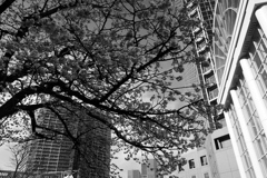 ビル間の桜