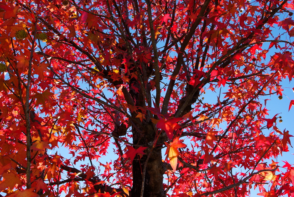 町なかの紅葉