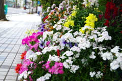 道端の色とりどりの花 道端の色とりどりの花