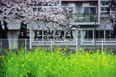 桜と菜の花