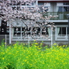 桜と菜の花