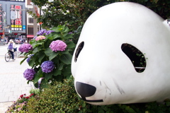 パンダとアジサイ