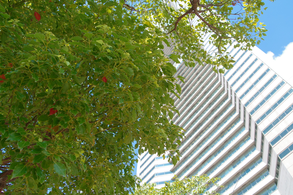 下からランドマークタワー