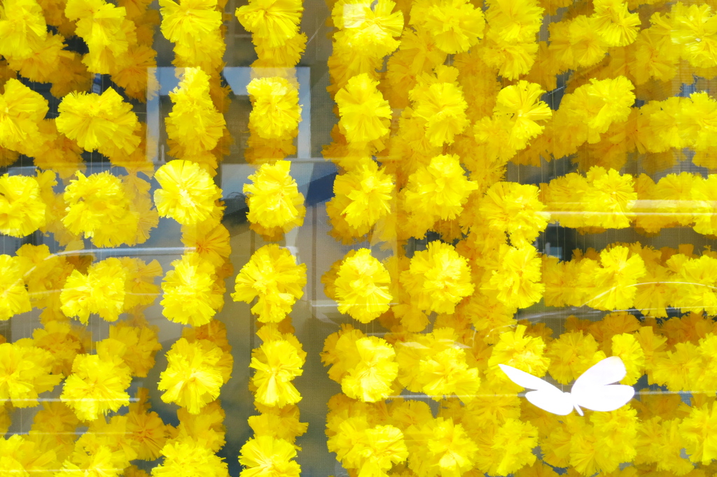 黄色の花と蝶