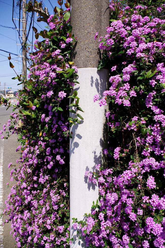電柱と紫