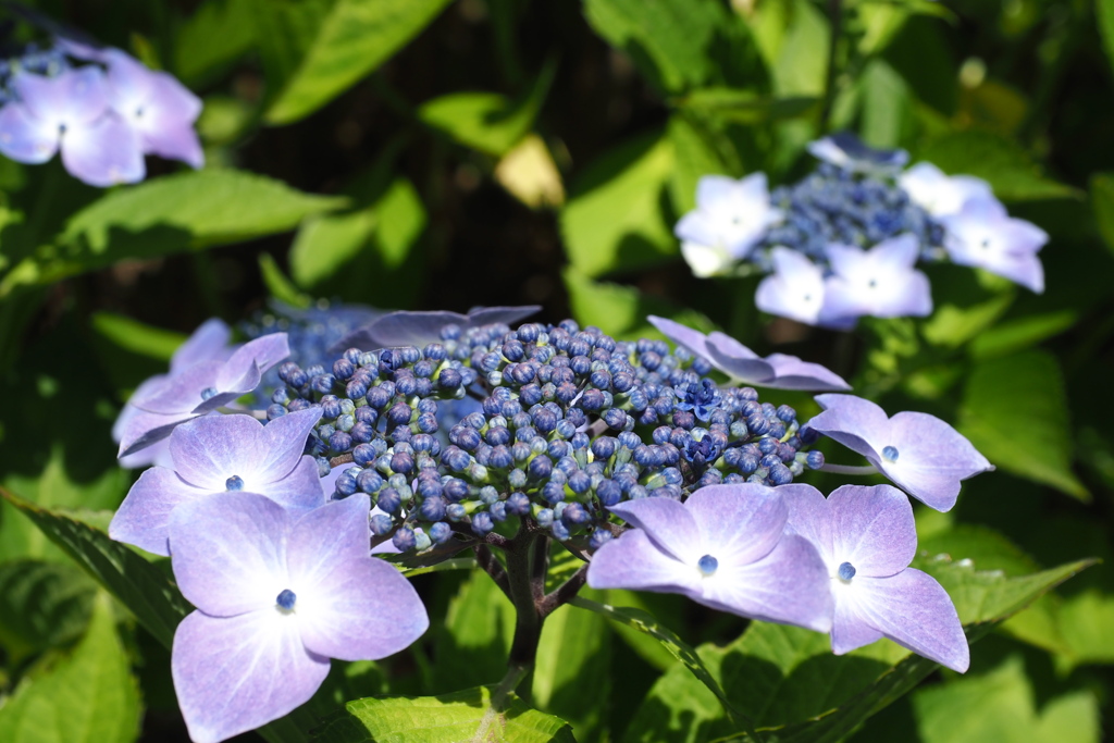 紫陽花