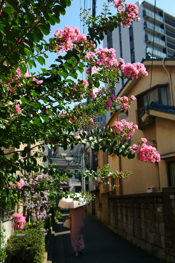 路地の花