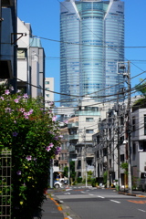 ヒルズ