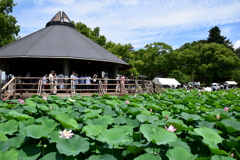 千葉公園蓮池