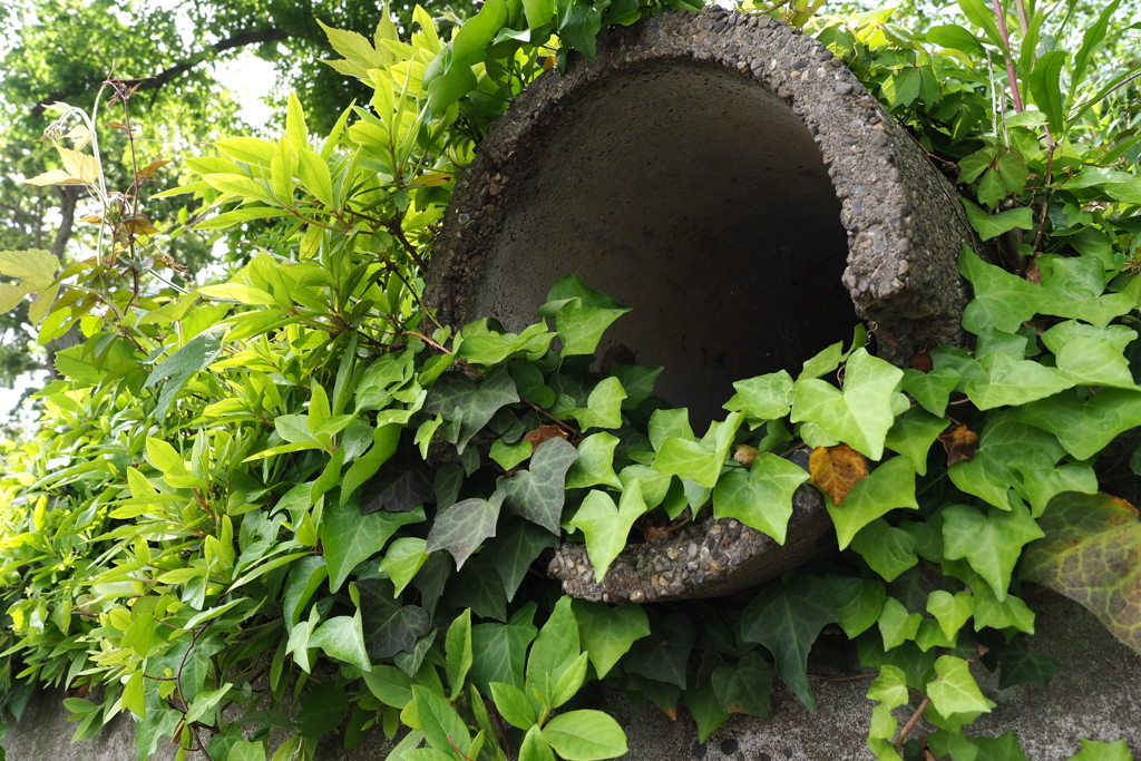 土管に草