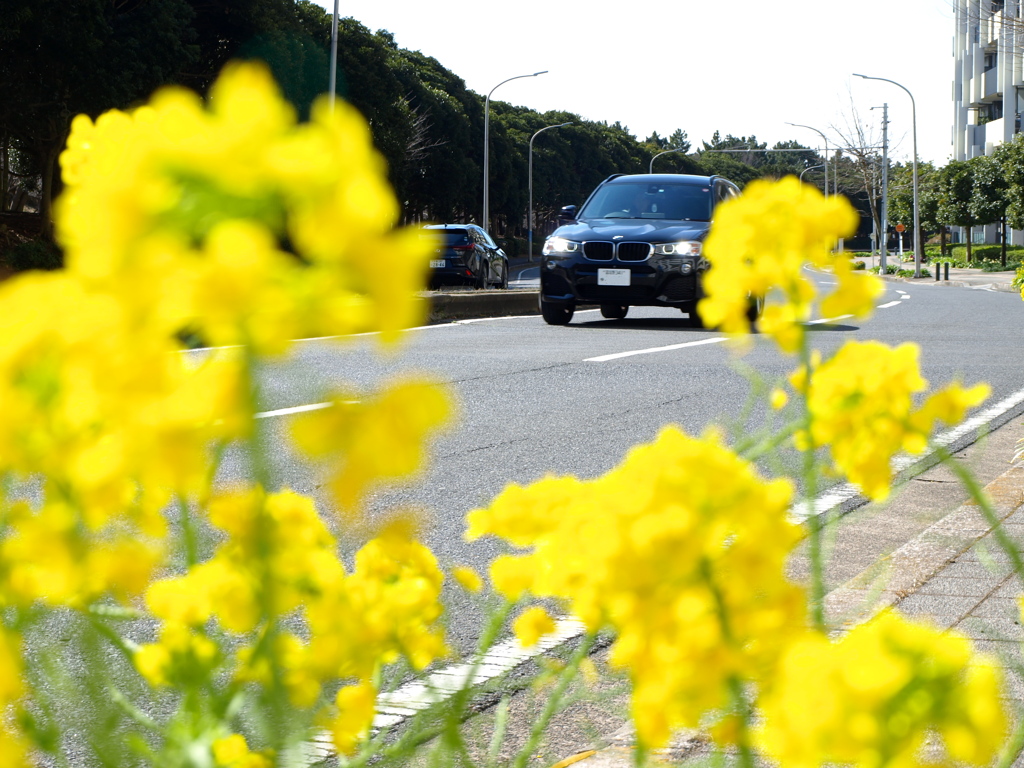 道端の菜の花